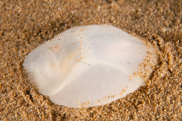 Philine quadripartita - Sea Slugs & Sea Hares (Nudibranchs etc)