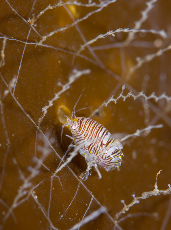 Iphimedia obesa - Crabs, Lobsters, Shrimps & Prawns etc (Crustacea)