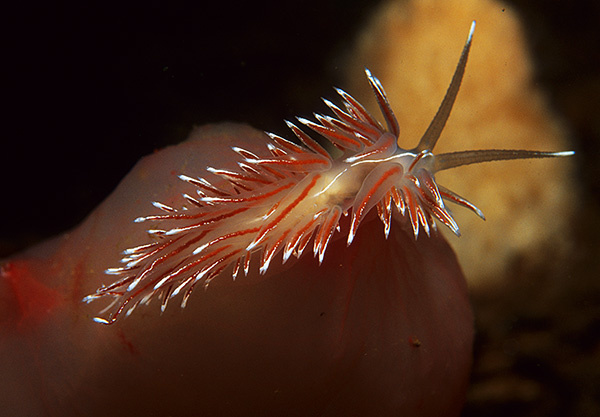 Fjordia sp. - Sea Slugs & Sea Hares (Nudibranchs etc)