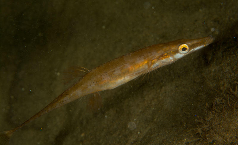 Spinachia spinachia - Fishes – bony and cartilagous (Pisces)