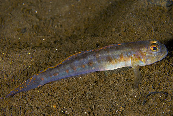 Lesueurigobius friesii - Fishes – bony and cartilagous (Pisces)