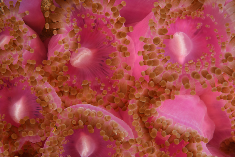 Corynactis viridis - Anemones (Anthozoa)
