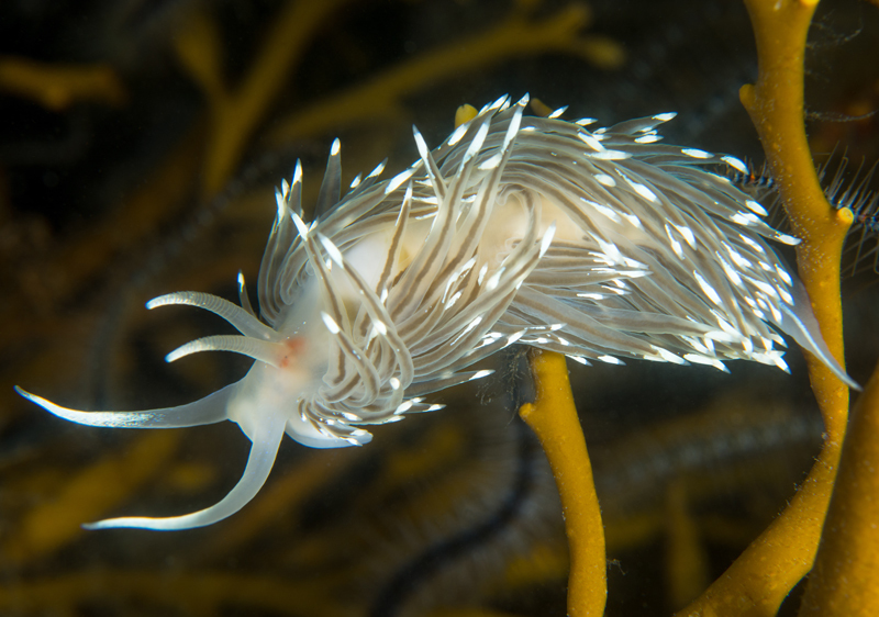 Facelina bostoniensis - Sea Slugs & Sea Hares (Nudibranchs etc)