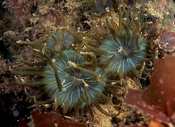 Aiptasia couchii - Anemones (Anthozoa)