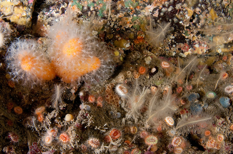 Scottish sea loch - Habitat Scenes