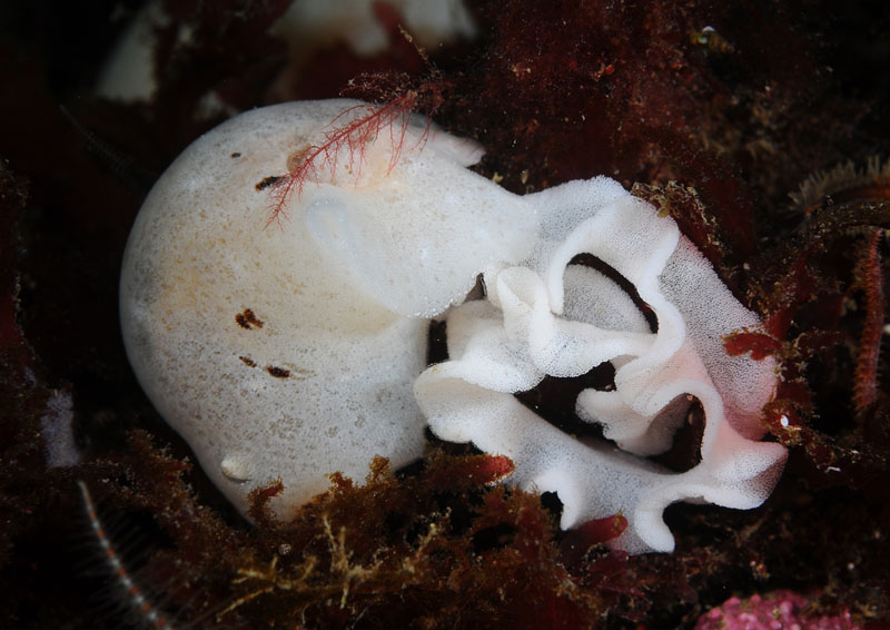 Jorunna tomentosa with egg ribbon - Sea Slugs & Sea Hares (Nudibranchs etc)