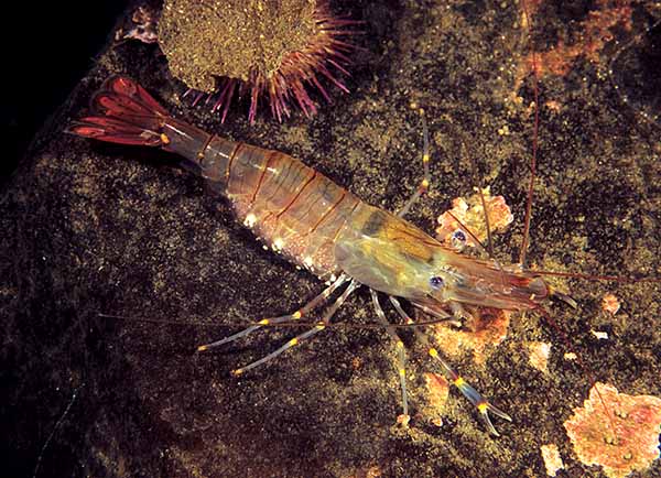 Palaemon sp. - Crabs, Lobsters, Shrimps & Prawns etc (Crustacea)
