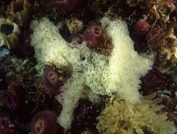Clathrina coriacea - Sponges (Porifera)