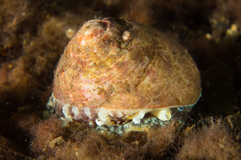 Gibbula magus - Sea Snails, Bivalves & Lamp Shells (Mollusca etc)