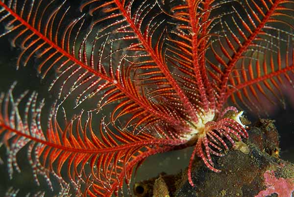 Antedon bifida - Starfish (Echinodermata)