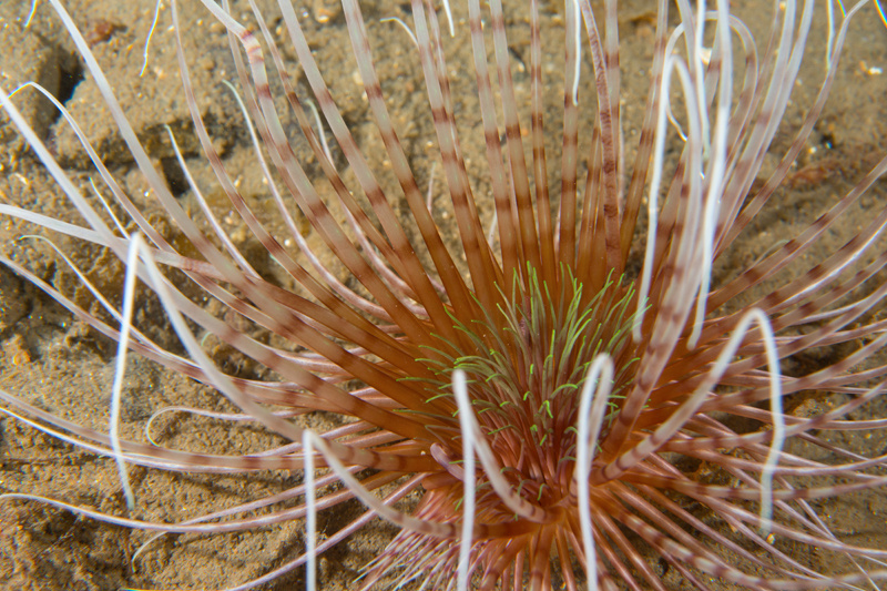 Pachycerianthus multiplicatus - Anemones (Anthozoa)