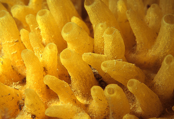 Polymastia boletiformis - Sponges (Porifera)