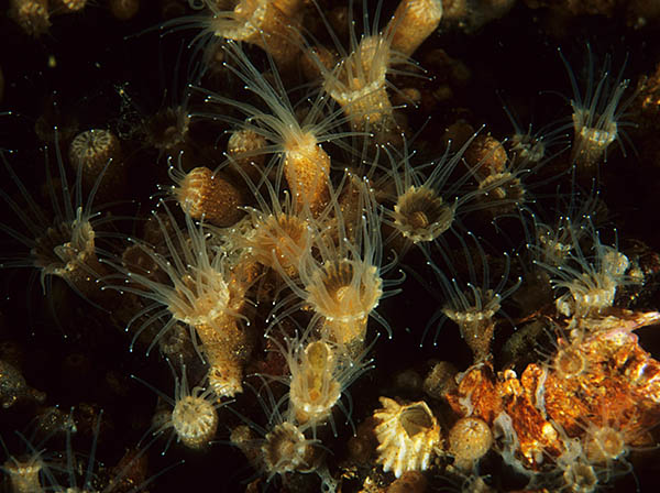 Epizoanthus couchii - Anemones (Anthozoa)
