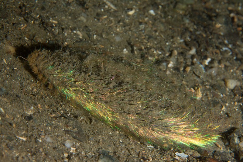 Aphrodita aculeata - Worms (from various groups)