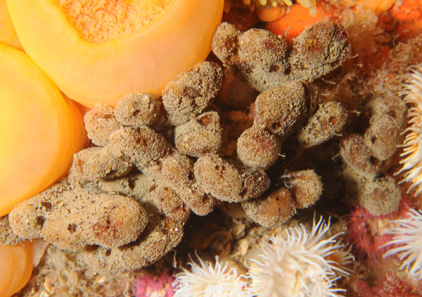 Raspailia ramosa - Sponges (Porifera)