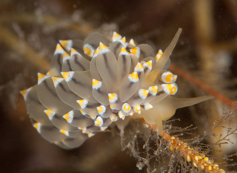 Eubranchus tricolor - Sea Slugs & Sea Hares (Nudibranchs etc)