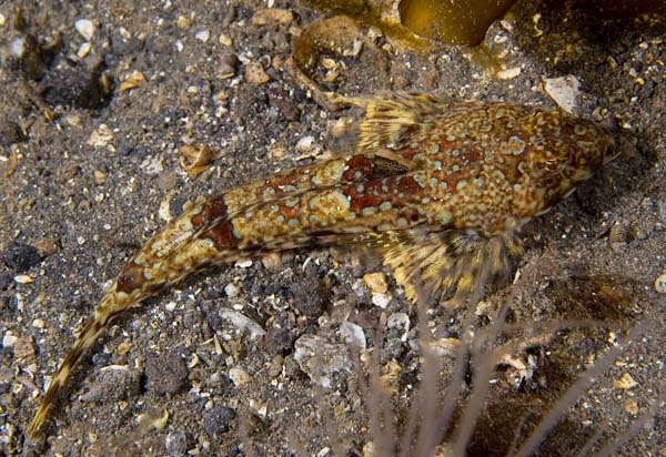 Callionymus reticulatus - Fishes – bony and cartilagous (Pisces)
