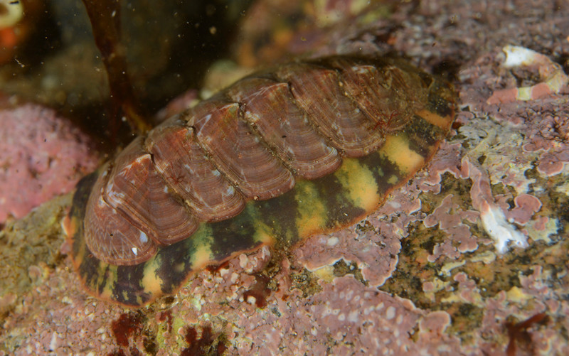 Tonicella marmorea - Sea Snails, Bivalves & Lamp Shells (Mollusca etc)