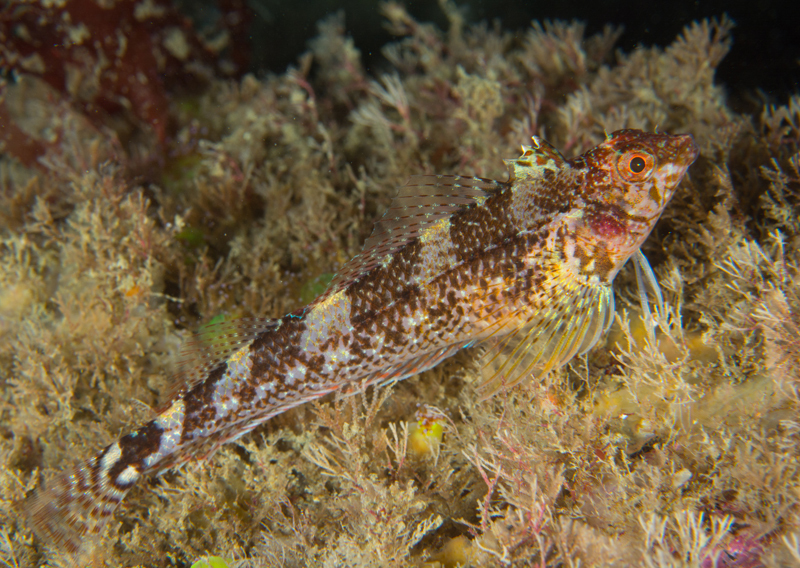 Tripterygion delaisi female