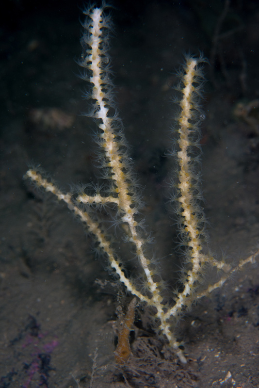 Callistephanus pallida - Corals (Anthozoa)