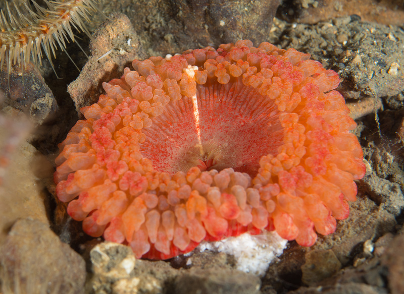 Capnea sanguinea - Anemones (Anthozoa)