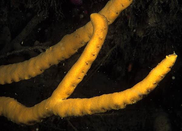 Axinella dissimilis - Sponges (Porifera)
