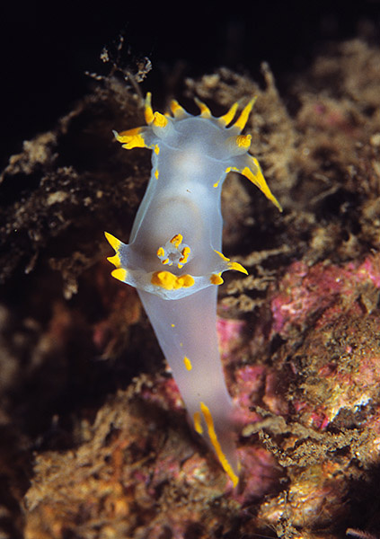 Polycera faroensis - Sea Slugs & Sea Hares (Nudibranchs etc)
