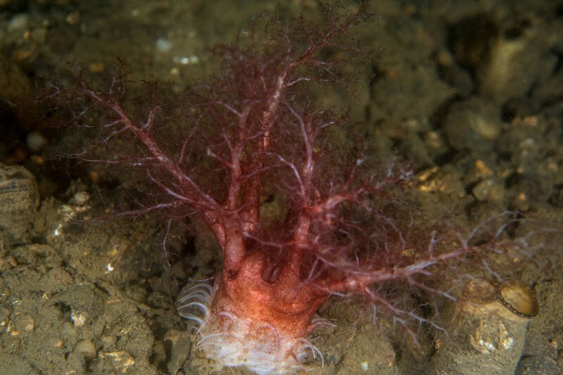 Thyonidium drummondii - Sea Cucumbers (Echinodermata)