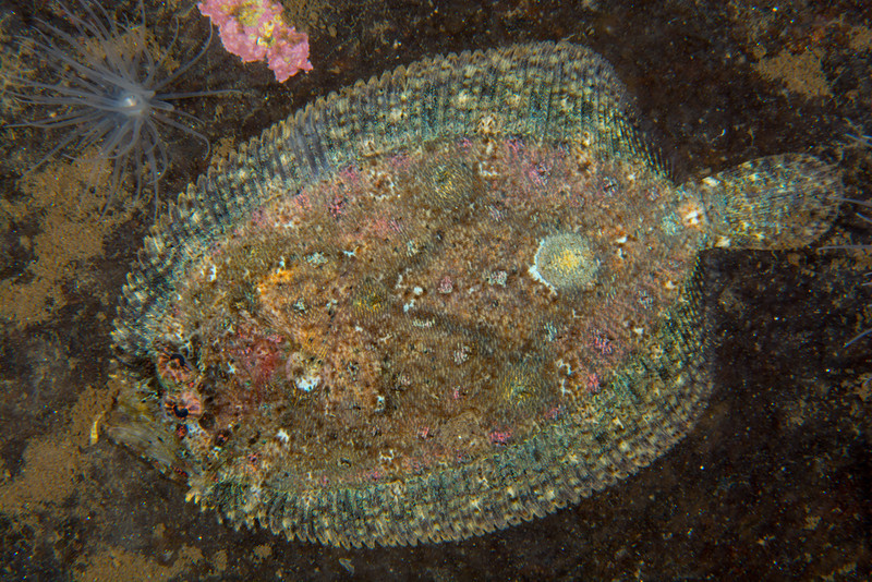 Zeugopterus regius - Fishes – bony and cartilagous (Pisces)