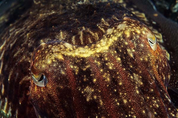 Sepia officinalis - Octopus, Squid & Cuttlefish (Cephalopoda)