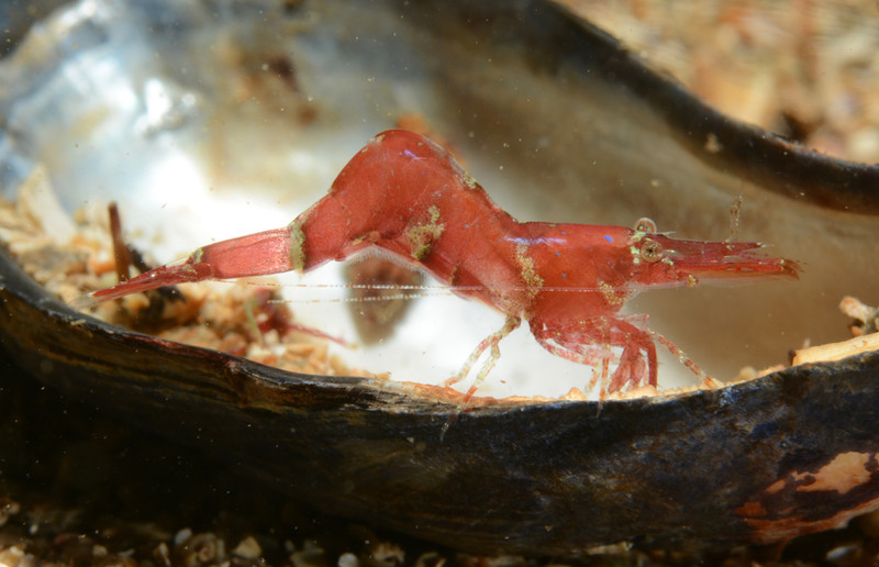 Hippolyte varians - Crabs, Lobsters, Shrimps & Prawns etc (Crustacea)
