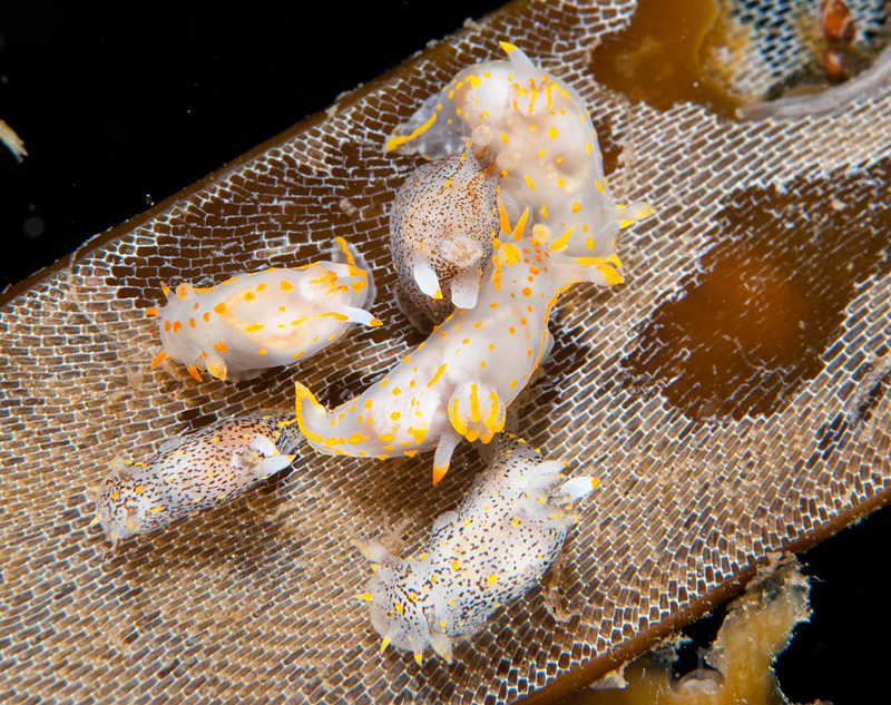Polycera quadrilineata - Sea Slugs & Sea Hares (Nudibranchs etc)