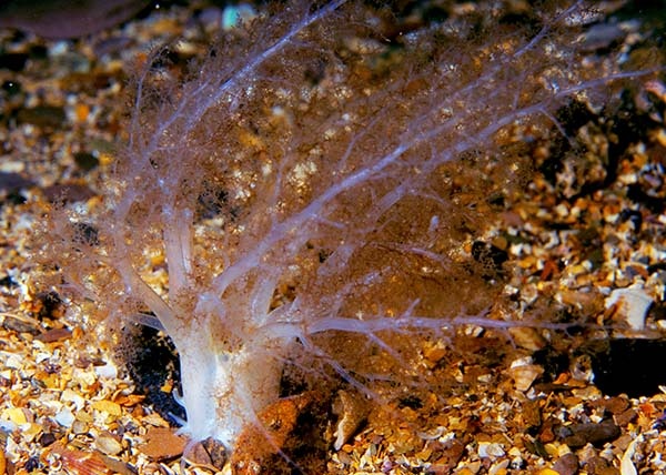 Neopentadactyla mixta - Sea Cucumbers (Echinodermata)
