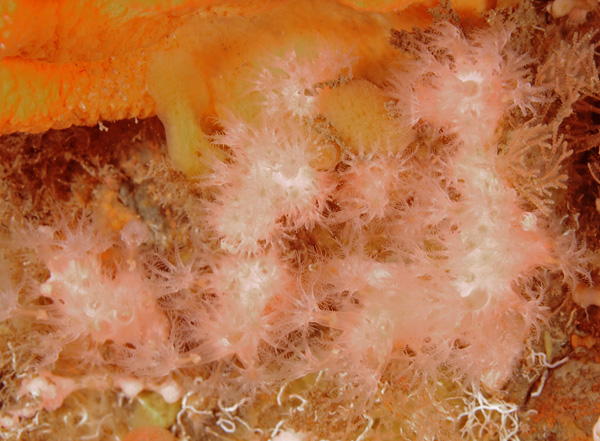Alcyonium hibernicum - Corals (Anthozoa)