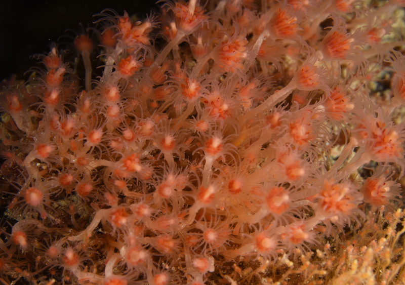 Tubularia larynx - Sea Firs (Hydrozoa)