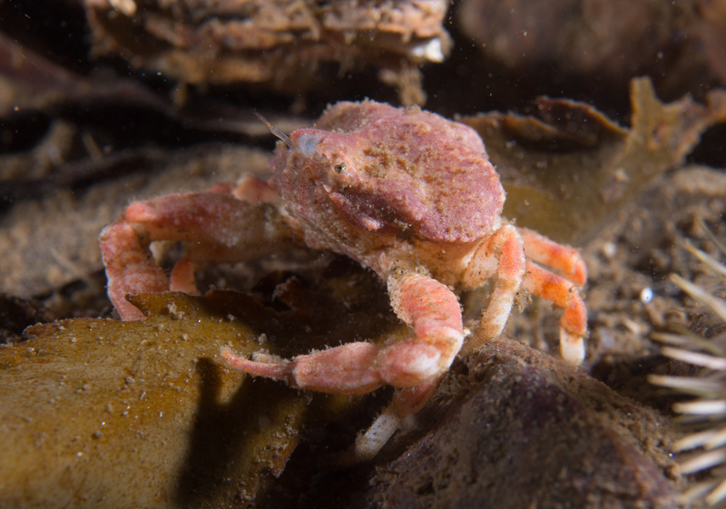 Ebalia tumefacta - Crabs, Lobsters, Shrimps & Prawns etc (Crustacea)