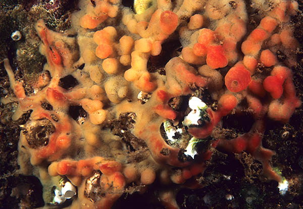 Oscarella sp. - Sponges (Porifera)