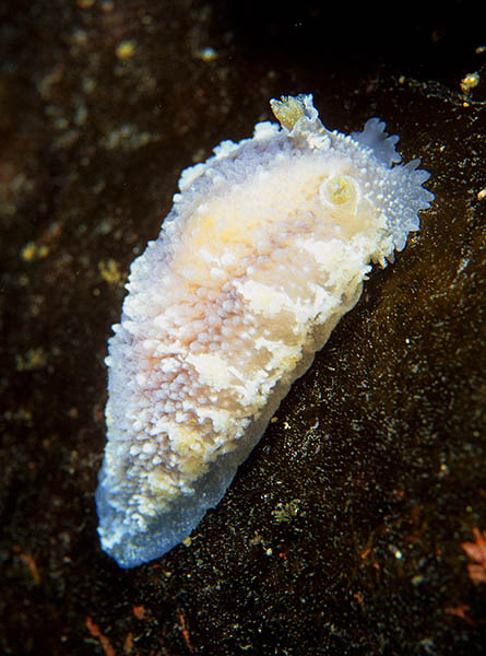 Tritonia hombergii - Sea Slugs & Sea Hares (Nudibranchs etc)