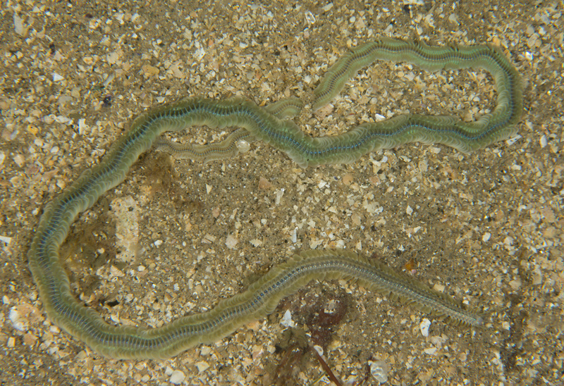 Phyllodoce mucosa - Worms (from various groups)