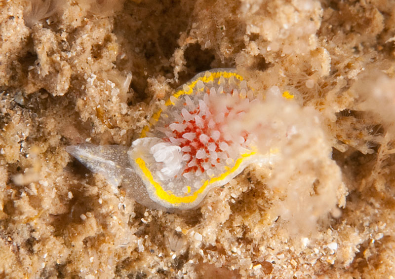 Diaphorodoris luteocincta - Sea Slugs & Sea Hares (Nudibranchs etc)
