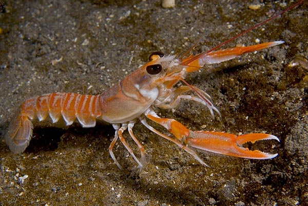 Nephrops norvegicus - Crabs, Lobsters, Shrimps & Prawns etc (Crustacea)