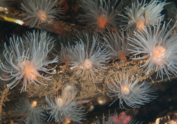 Protanthea simplex - Anemones (Anthozoa)