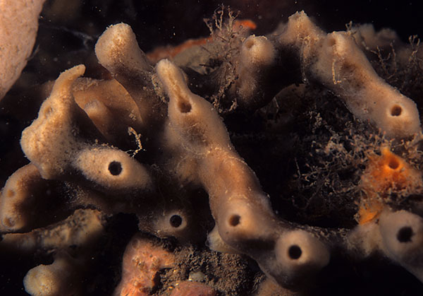 Haliclona cinerea TBC - Sponges (Porifera)