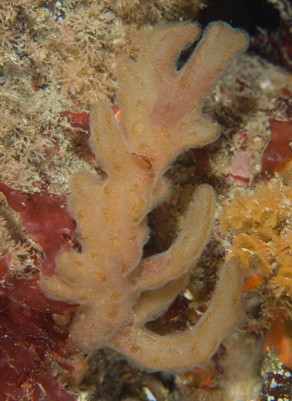 Alcyonidium diaphanum - Sea Mats (Bryozoa)