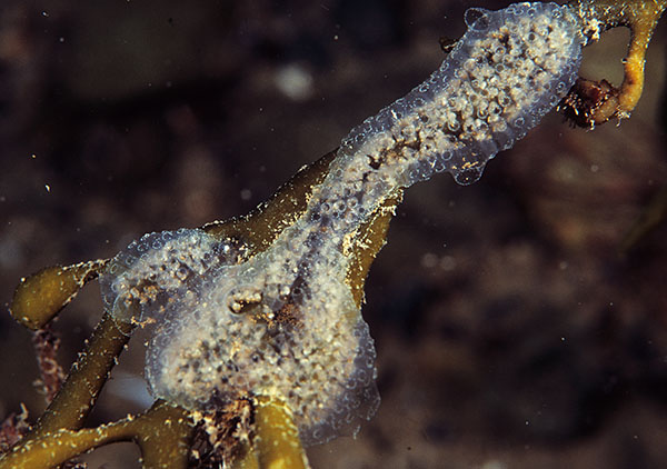 Diplosoma listerianum - Sea Squirts (Tunicata)