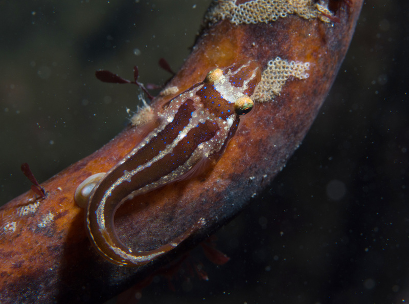 Apletodon dentatus - TBC - Fishes – bony and cartilagous (Pisces)