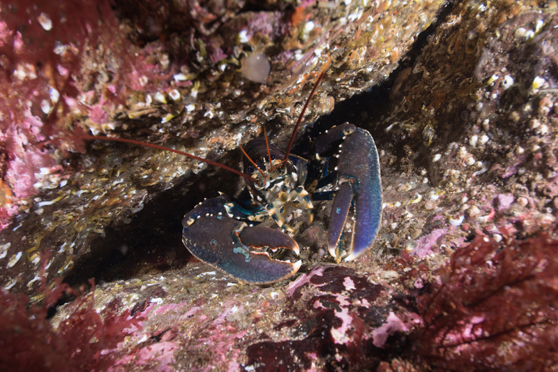 Homarus gammarus - Crabs, Lobsters, Shrimps & Prawns etc (Crustacea)