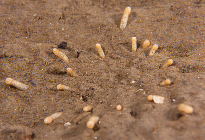 Anemonactis mazeli - Anemones (Anthozoa)