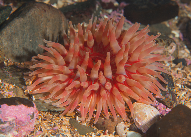 Urticina felina - Anemones (Anthozoa)