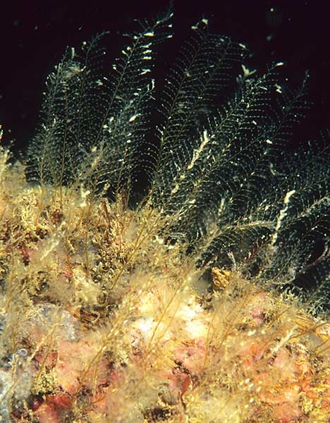Kirchenpaueria similis - Sea Firs (Hydrozoa)